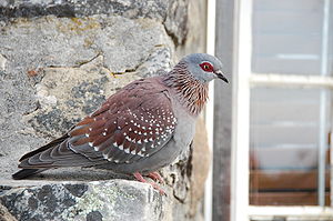 Speckled_Pigeon13140.JPG