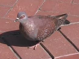 Speckled_Pigeon_214057.jpg