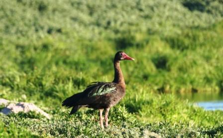 Spurwing_Geese_114057.JPG