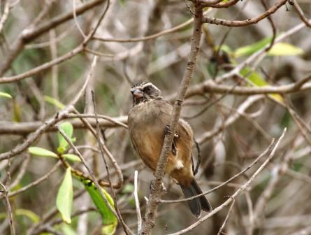 Streakyheaded_Seedeater13915.JPG