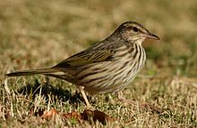 Striped_Pipit14113.jpg