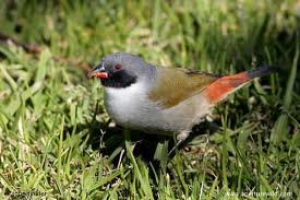 Swee_Waxbill_113140.jpg