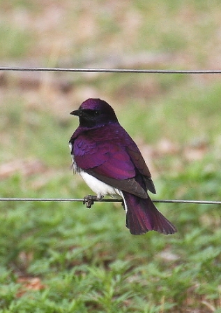 Violetbacked_Starling14113.JPG