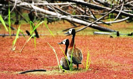 Whitefaced_Duck_214114.JPG