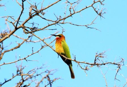 Whitefronted_Beeeater14114.JPG