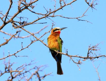 Whitefronted_Beeeater_113140.JPG