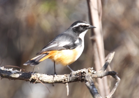 Whitethroated_RobinChat13140.JPG