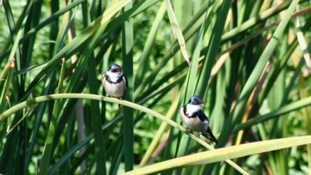 Whitethroated_Swallow14195.JPG