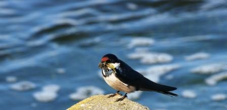 Whitethroated_Swallow_113140.JPG