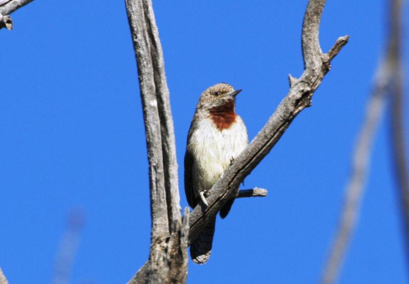 Wryneck13915.JPG