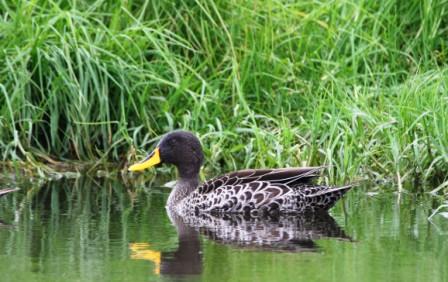 Yellowbilled_Duck14057.JPG