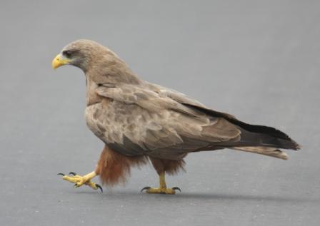 Yellowbilled_Kite13915.JPG