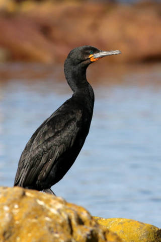 cape_cormorant_113901.jpg